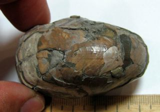 Ammonite Nautilus,  Russia,  2.  2 inches 4