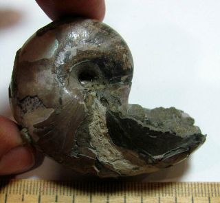 Ammonite Nautilus,  Russia,  2.  2 inches 5