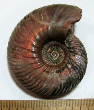 Ammonite Quenstedtoceras,  Russia,  2.  6 Inches