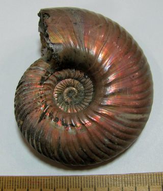 Ammonite Quenstedtoceras,  Russia,  2.  6 inches 2