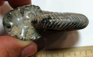Ammonite Quenstedtoceras,  Russia,  2.  6 inches 4
