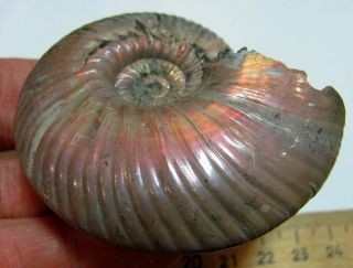 Ammonite Quenstedtoceras,  Russia,  2.  6 inches 5