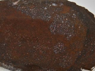 Dig - N - Utah: Slab Dinosaur Bone Dino Gem Fossil Rough I 605