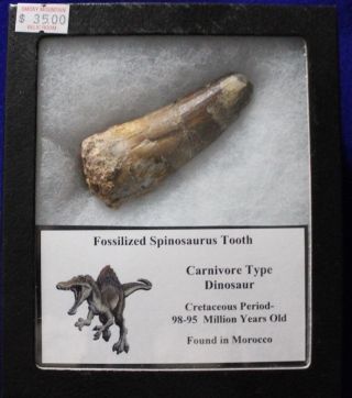 Fossilized Spinosaurus Dinosaur Tooth In Display