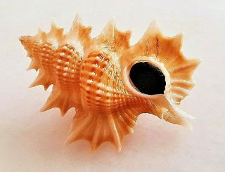 Seashell Biplex Perca Exceptional Shell