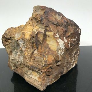 Vtg Huge 11lbs Fossilized Petrified Wood Stone Rock Art Statue Figurine