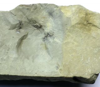 Insanely Rare Odontopleurid Anacaenaspis Trilobite Silurian Quebec 2