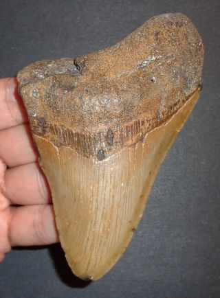 Very Large 4.  735 " Megalodon Shark Tooth Fossil From N.  Carolina Real Shark Tooth