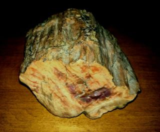 Rare Ancient Petrified Wood Large & Heavy Doorstop 160 Million Year Old Fossil