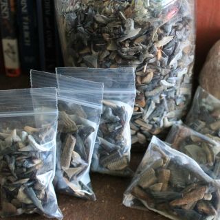 Bag Of Fossil Shark Teeth For Collecting Jewelry Making Crafting Science Project