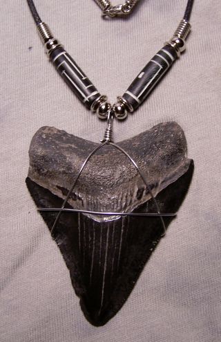 2 11/16 " Megalodon Shark Tooth Teeth Necklace Huge Fossil Jaw Meg Jewelry Diver