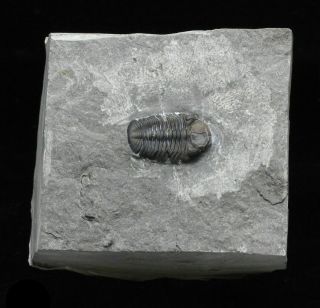 York Trilobite,  Eldredgeops Rana (phacops Rana),  Prone