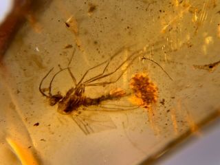 Uncommon Diptera Mosquito Fly Burmite Myanmar Amber Insect Fossil Dinosaur Age