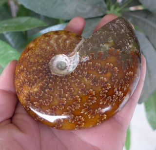 252g Top Quality Natural Poilished Jade Pattern Ammonite Fossil Madagascar R51