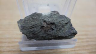 Geological Enterprises Ordovician Fossil Starfish Tetraster Wyville - Thompsoni