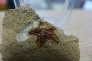 GEOLOGICAL ENTERPRISES Silurian very rare fossil starfish Australaster giganteus 2