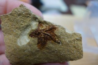GEOLOGICAL ENTERPRISES Silurian very rare fossil starfish Australaster giganteus 3