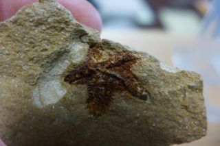 GEOLOGICAL ENTERPRISES Silurian very rare fossil starfish Australaster giganteus 4