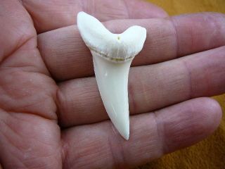 (s754 - 223) 1 - 15/16 Wicked Mako Shark Tooth Teeth Necklace Jewelry