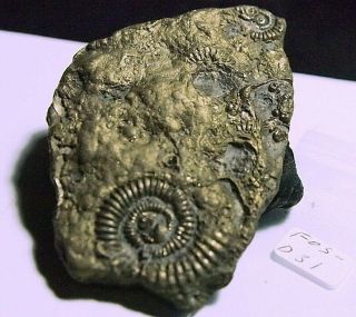 Ammonite - Pyritized Goldencrucilobiceras Densinodum,  Fos - D31,  240.  97ct,  61x41x9mm