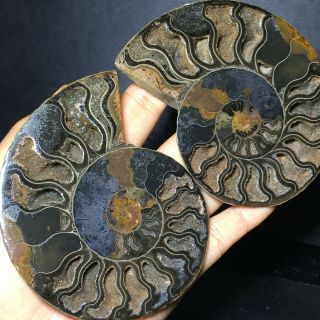 Natural Ammonite Nautilus Shell Jurrassic Fossil Specimen Madagascar 236g A41115