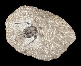 Cyphaspis Otarion Boutscharafinense Trilobite Fossil Collector Specimen