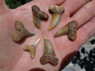 6 Bakersfield Fossil Shark Tooth Sharktooth Hill Teeth