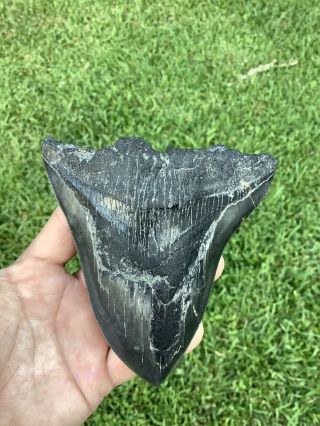 Black Serrated 5.  16” Megalodon Shark Tooth 100 Natural - No Restoration.