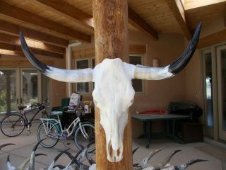 Longhorn Steer Skull 28 1/2 " Inch Wide Long Horns Mounted Bull Cow Head Horn