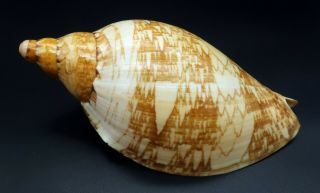 Voluta Cymbiola Magnifica Altispira F,  175 Mm Seashell Australia Ig