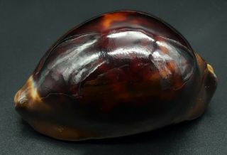 Dark Form: Cypraea Zoila Thersites F,  /f,  73.  7 Mm Aus Cowrie Seashell Ig