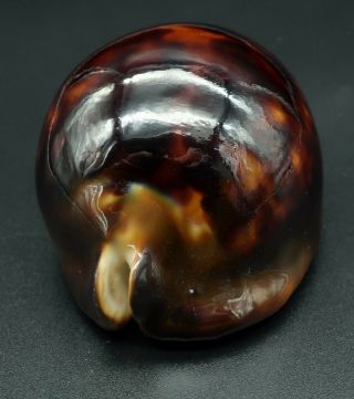 Dark form: Cypraea Zoila thersites F,  /F,  73.  7 mm Aus cowrie seashell IG 3