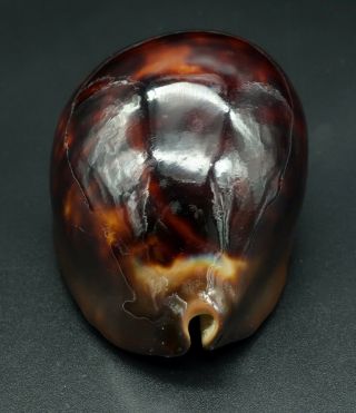 Dark form: Cypraea Zoila thersites F,  /F,  73.  7 mm Aus cowrie seashell IG 4
