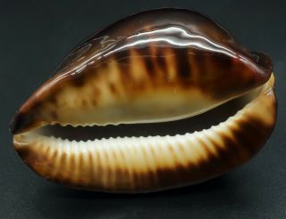 Dark form: Cypraea Zoila thersites F,  /F,  73.  7 mm Aus cowrie seashell IG 5
