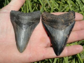 5) 2 Megs " Megalodon Shark Teeth Fossil