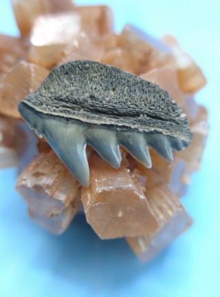 WOW.  LOOK AT THIS FOSSIL COW SHARK TOOTH.  MEGALODON SHARK ERA.  MIOCENE 2
