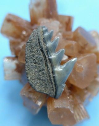 WOW.  LOOK AT THIS FOSSIL COW SHARK TOOTH.  MEGALODON SHARK ERA.  MIOCENE 4