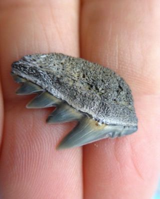 WOW.  LOOK AT THIS FOSSIL COW SHARK TOOTH.  MEGALODON SHARK ERA.  MIOCENE 5