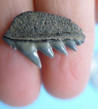 WOW.  LOOK AT THIS FOSSIL COW SHARK TOOTH.  MEGALODON SHARK ERA.  MIOCENE 6
