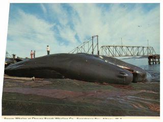 (1096) Postcard - Australia - Wa Near Albany - Sperm Whale At Whaling Co
