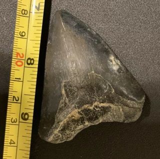 Fossil Megalodon Shark Tooth Virginia