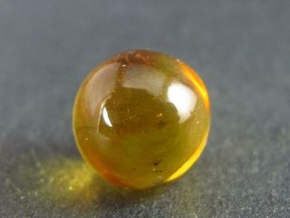 Rare Insects In Amber Sphere From Baltic Sea - 0.  4 "