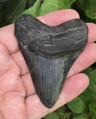 Summerville 3 - 1/4 Inch Megalodon Shark Tooth Miocene Epoch 15 Million Years Old