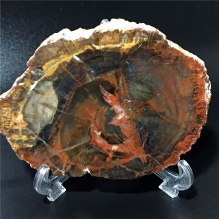 398.  9g Natural Petrified Wood Fossil Crystal Polished Slice Madagascar 1351