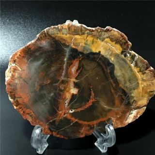 398.  9G Natural Petrified Wood Fossil Crystal Polished Slice Madagascar 1351 2