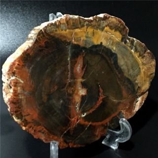 398.  9G Natural Petrified Wood Fossil Crystal Polished Slice Madagascar 1351 3