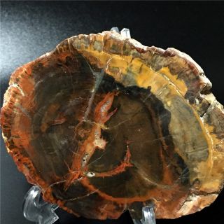 398.  9G Natural Petrified Wood Fossil Crystal Polished Slice Madagascar 1351 4