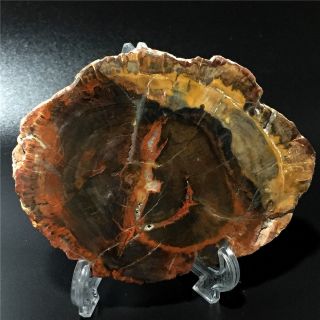 398.  9G Natural Petrified Wood Fossil Crystal Polished Slice Madagascar 1351 5