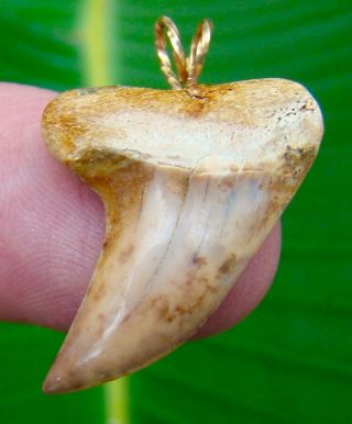 Mako Shark Tooth Necklace Pendant - 1 & 3/16 In.  Real Fossil Sharks Teeth