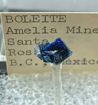 Boleite,  Amelia Mine,  B.  C. ,  Mexico Fine Thumbnail Mineral Specimen Rare Classic